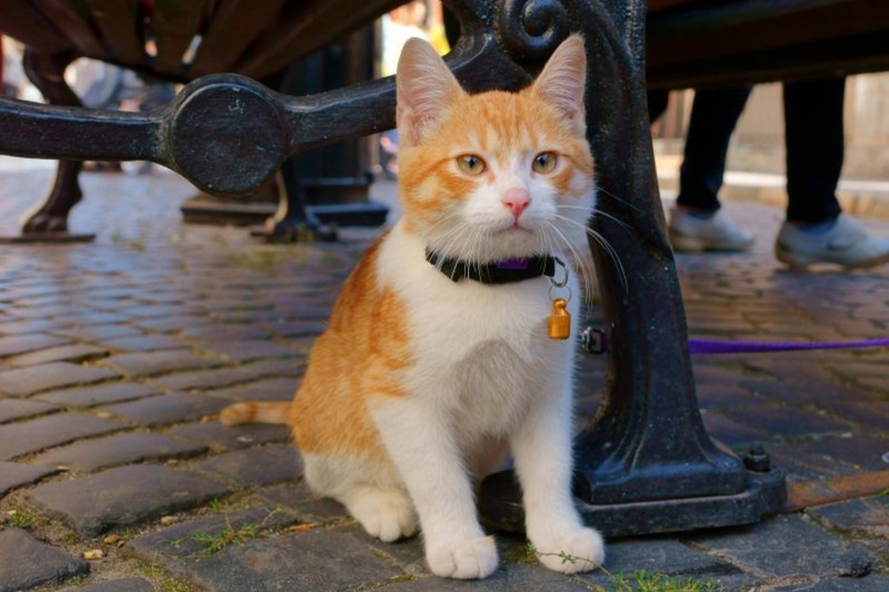 É bom passear com o gato?