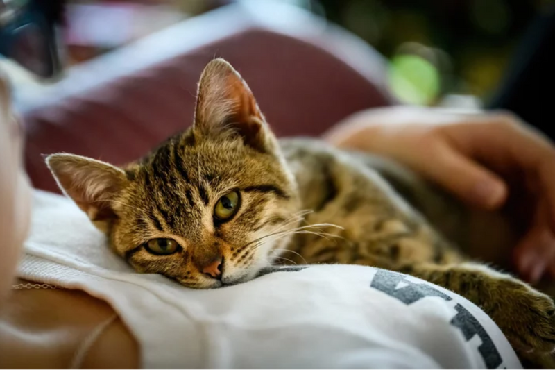 Gatos sentem saudades do dono?