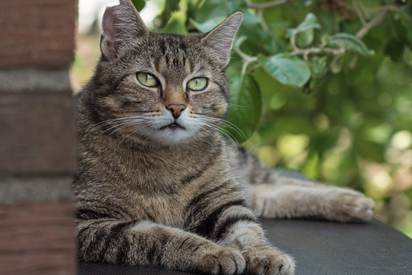 Qual é a origem dos gatos?