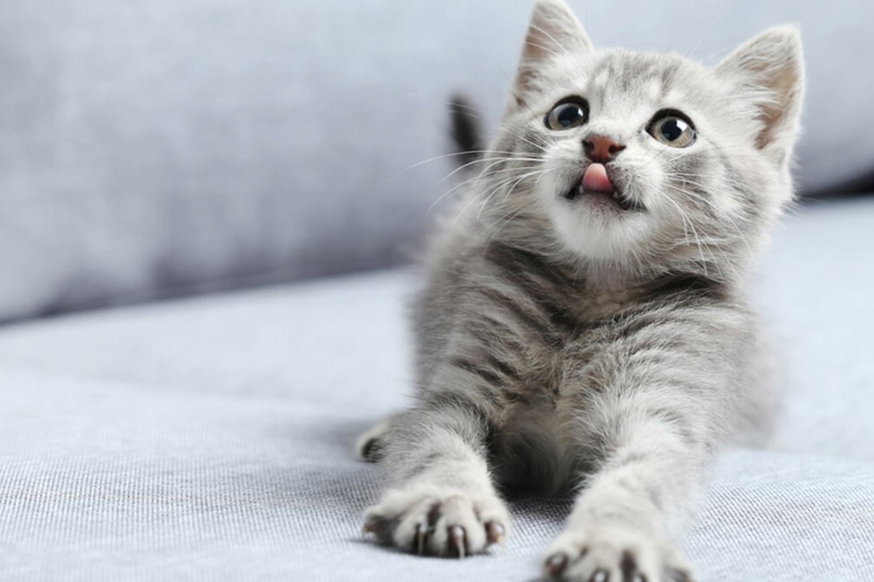 Gato pode comer fígado?