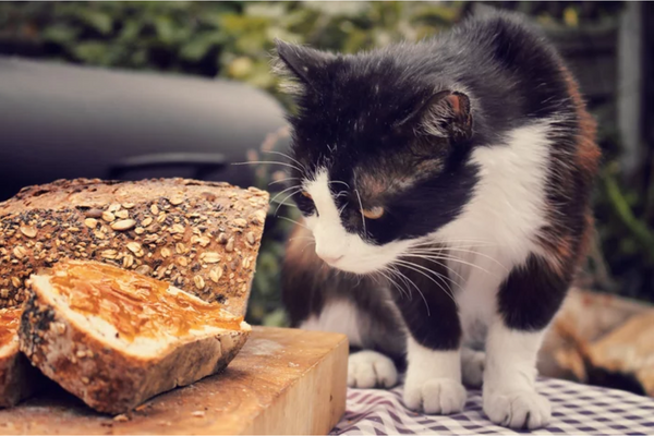 Gato pode comer pão?