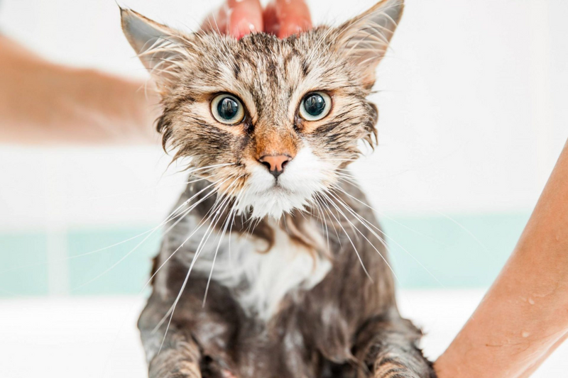 Banho e tosa em gatos são necessários?