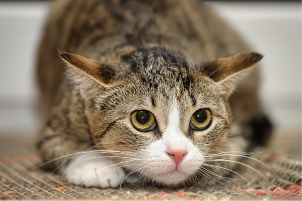 Saiba porque gato não gosta de água