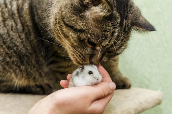 Gato e hamster: os pets podem ser amigos?