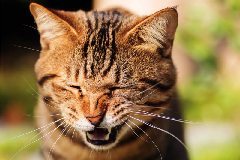 Notou seu gato espirrando? Veja 7 possíveis causas