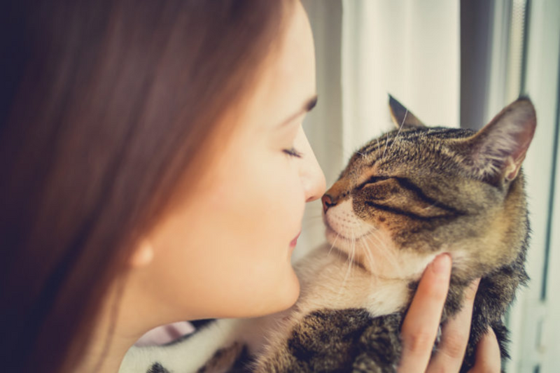 Pode beijar o gato?