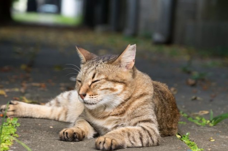 Por que o gato foge pra rua?