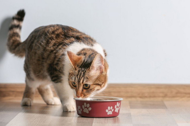 Gato pode comer atum natural ou enlatado?