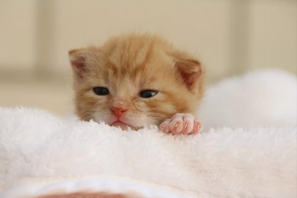 Descubra com quantos dias os gatos abrem os olhos