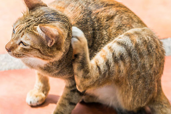 Piolho de gato: saiba como proteger seu peludo