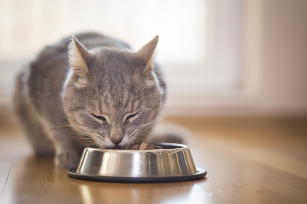 Gato pode comer maionese?