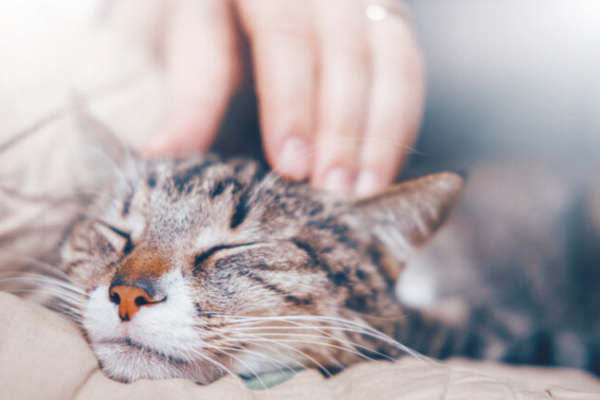 Gatos gostam de carinho na orelha?