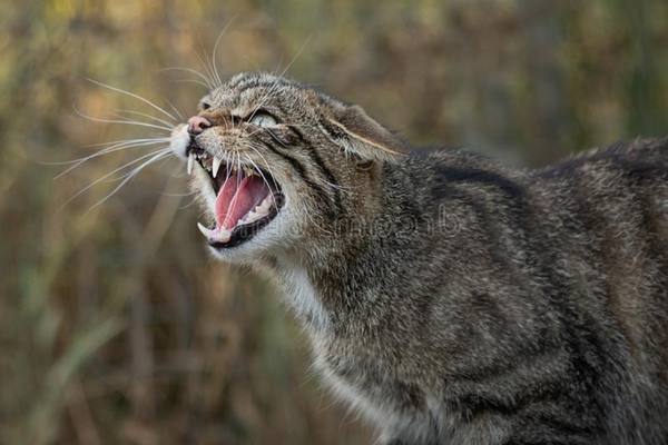 Domesticação dos gatos: descubra como tudo começou