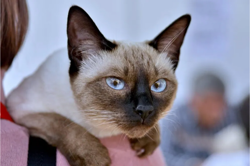 Gato pode comer presunto?