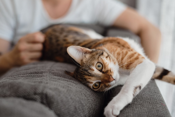 Gato pode comer laranja?