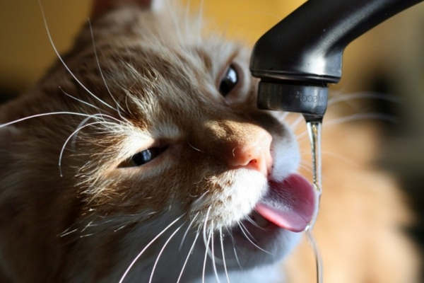 Gato pode tomar água da torneira? 