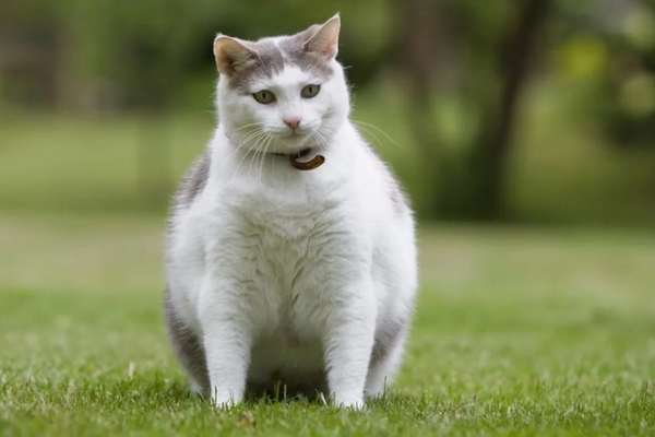 Gato obeso: como identificar e quais são os cuidados necessários