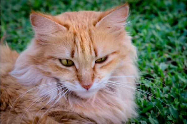 Gato pode comer danone?