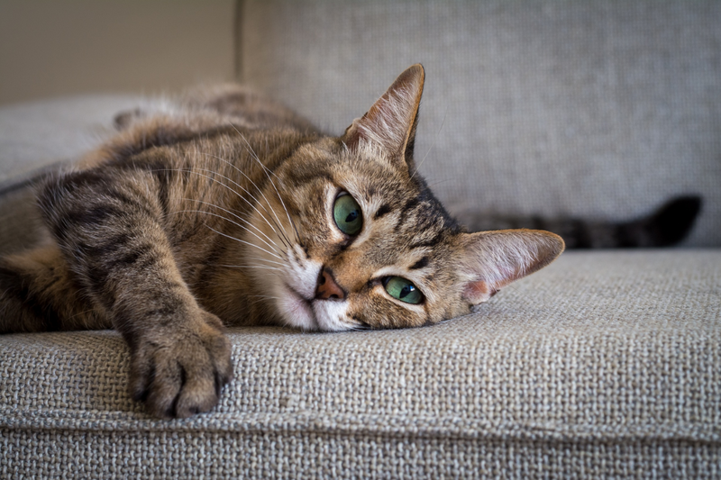 Gato castrado antes e depois: o que muda na vida do bichano?