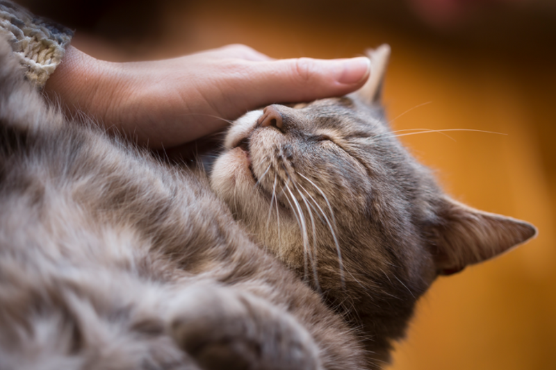 Carinho em gato: aprenda sobre o que seu peludo gosta