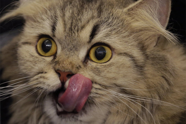 Gato pode comer pipoca?