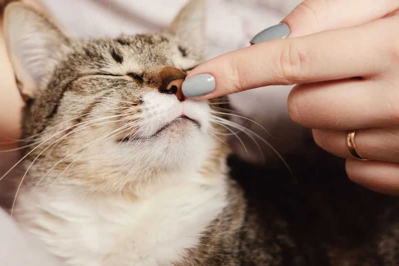 Caspa em gatos: saiba quais as principais causas e como tratar