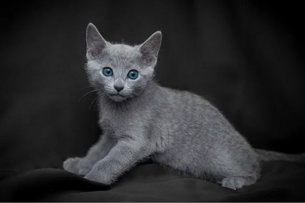 Gato amassando pão: qual a origem desse hábito?