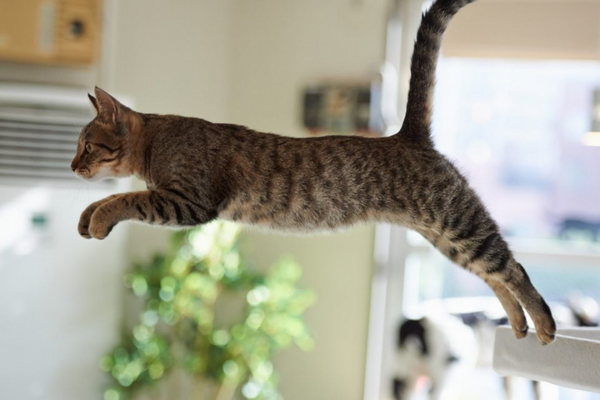 Gato pulando? Descubra 5 curiosidades sobre o salto dos felinos!