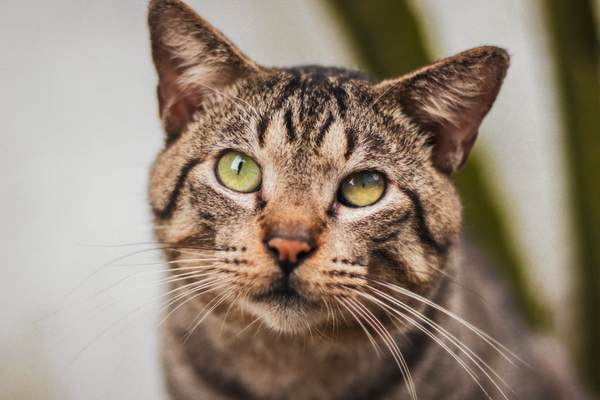 O risco do Ibuprofeno para gatos