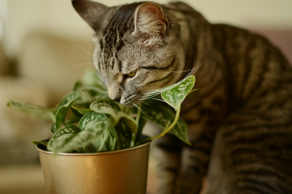 Qual a planta que gato não gosta? Descubra 7 espécies