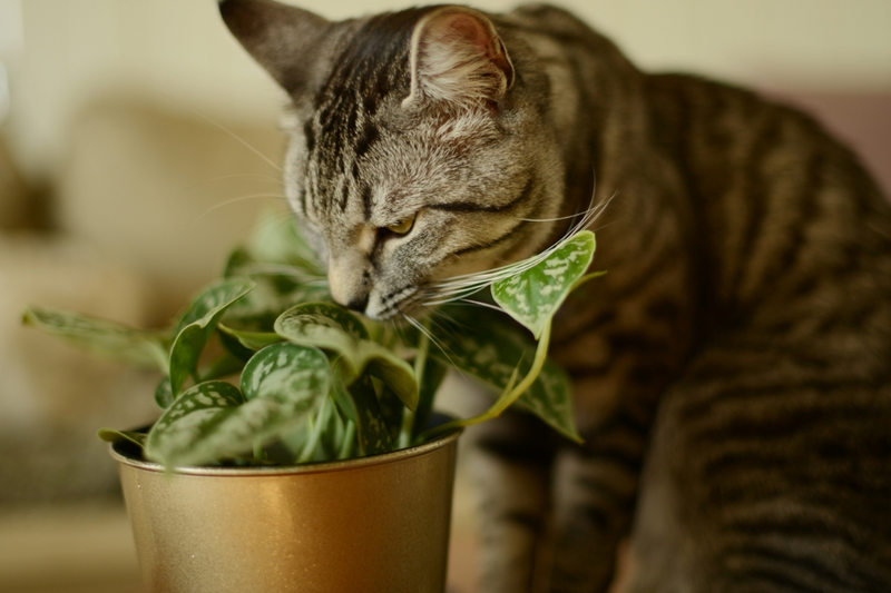 Qual a planta que gato não gosta? Descubra 7 espécies