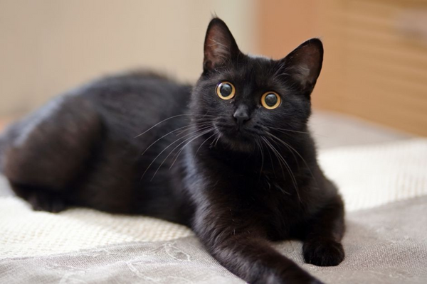 Gato preto: 8 motivos para adotar esse pet!