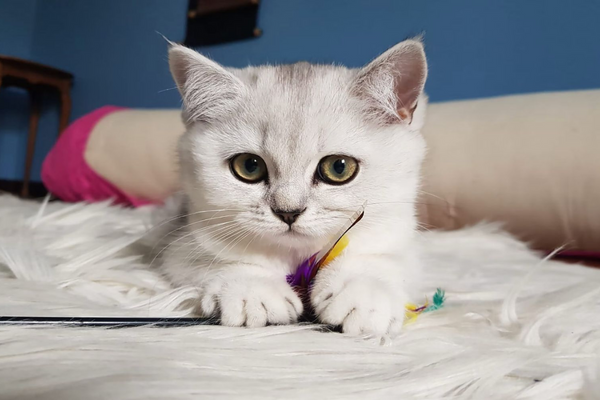 Gato pode comer requeijão?