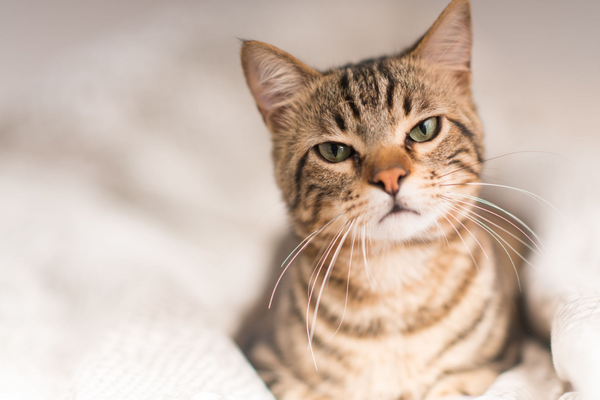 Por que gato castrado tem que comer ração para gato castrado?