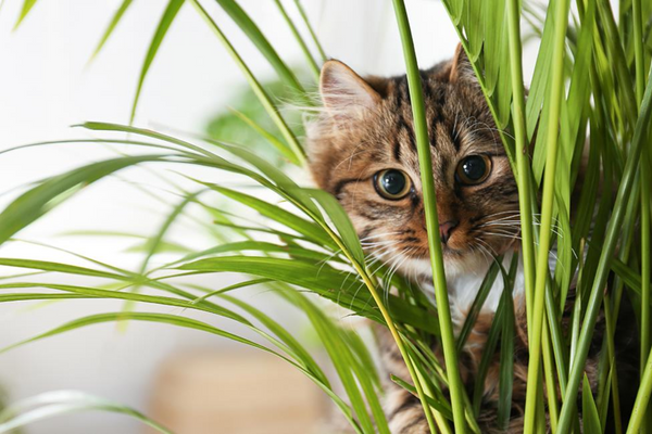 Qual é o habitat do gato selvagem?