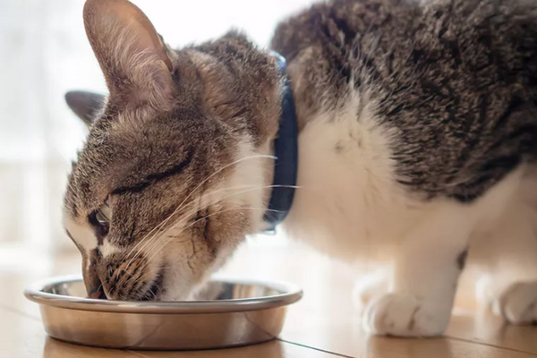 Será que gato pode comer bacon?