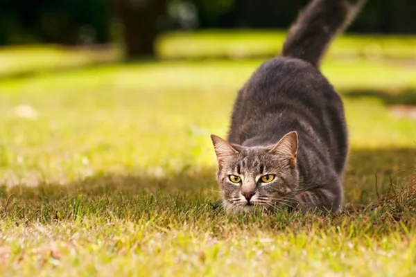 Gato pode comer grilo?