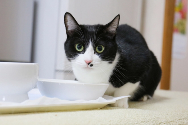 Será que gato pode comer fígado de boi cru?