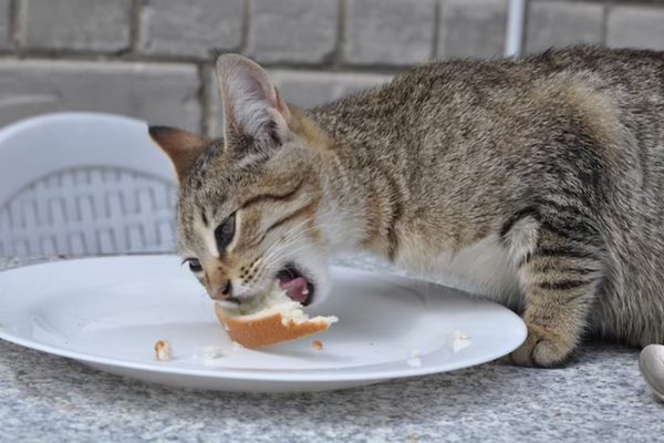 Pode dar pão para gato filhote?