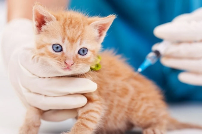 Como vacinar meu gato de graça?