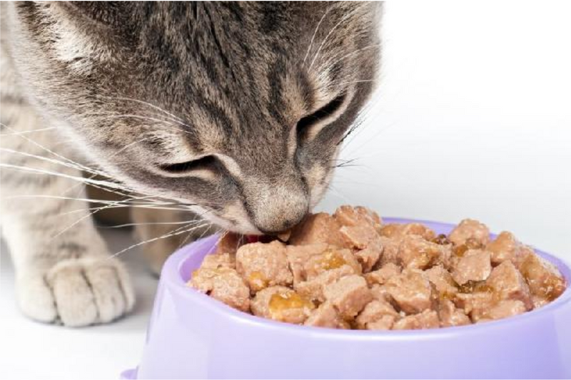 Quantas vezes se deve dar comida aos gatos?