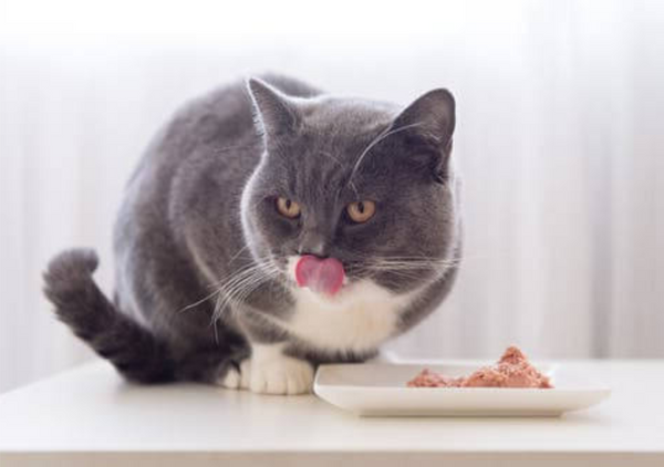 5 dicas para fazer seu gato comer sachê, mesmo que ele não goste