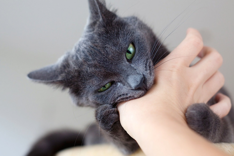 Por que o gato ataca do nada?