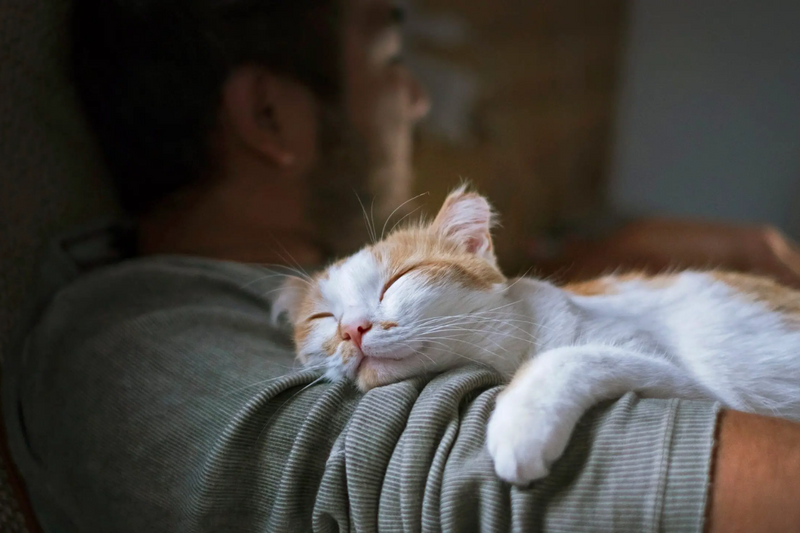 O gato poder dormir com o tutor?