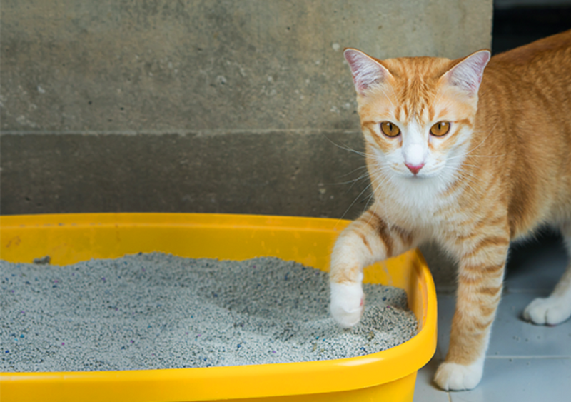 Como posso treinar meu gato a usar a caixa de areia?