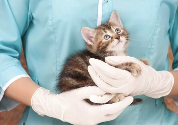 Com quanto tempo castrar um gato?