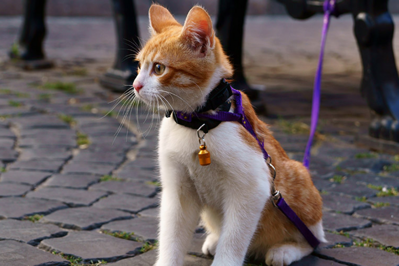 Gato pode usar coleira em casa ou para passear?