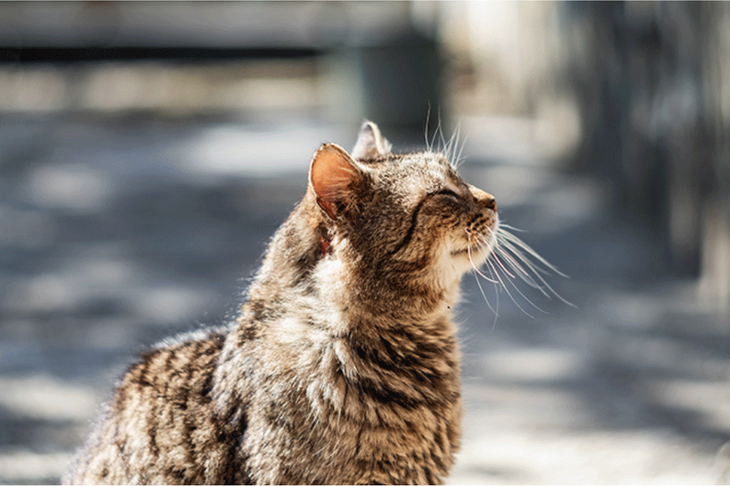 Quantos dias um gato pode ficar desaparecido?