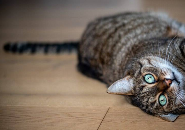 Como ensinar o seu gato a arranhar o local correto