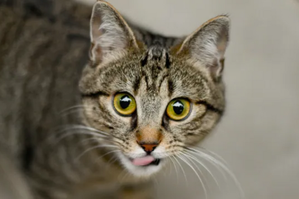 Gato pode comer barata?